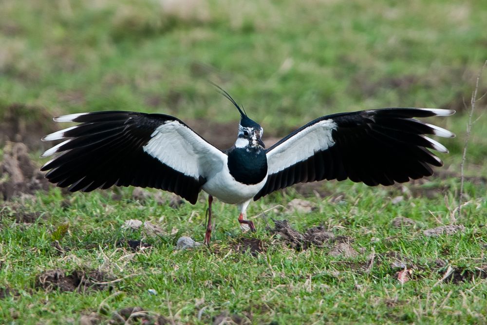 Lapwing by Romano da Costa