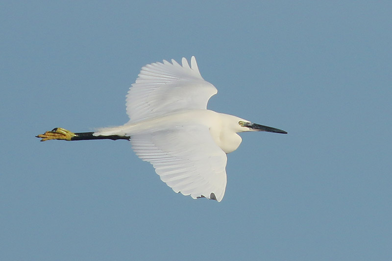 Little Egret by Mick Dryden