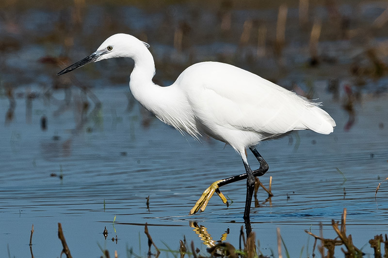 Little Egret by Romano da Costa