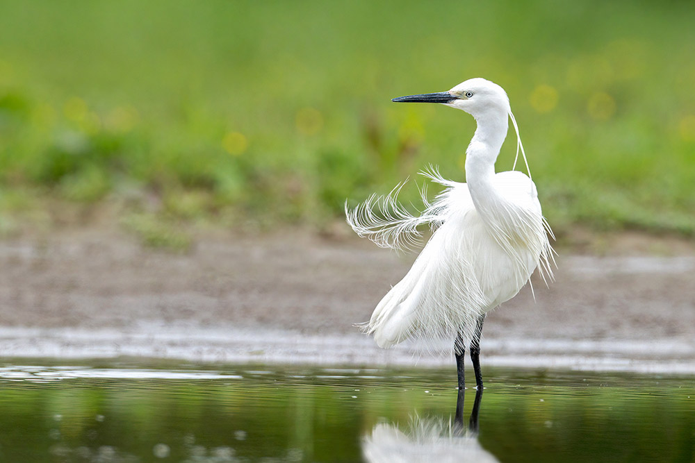 Little Egret by Romano da Costa