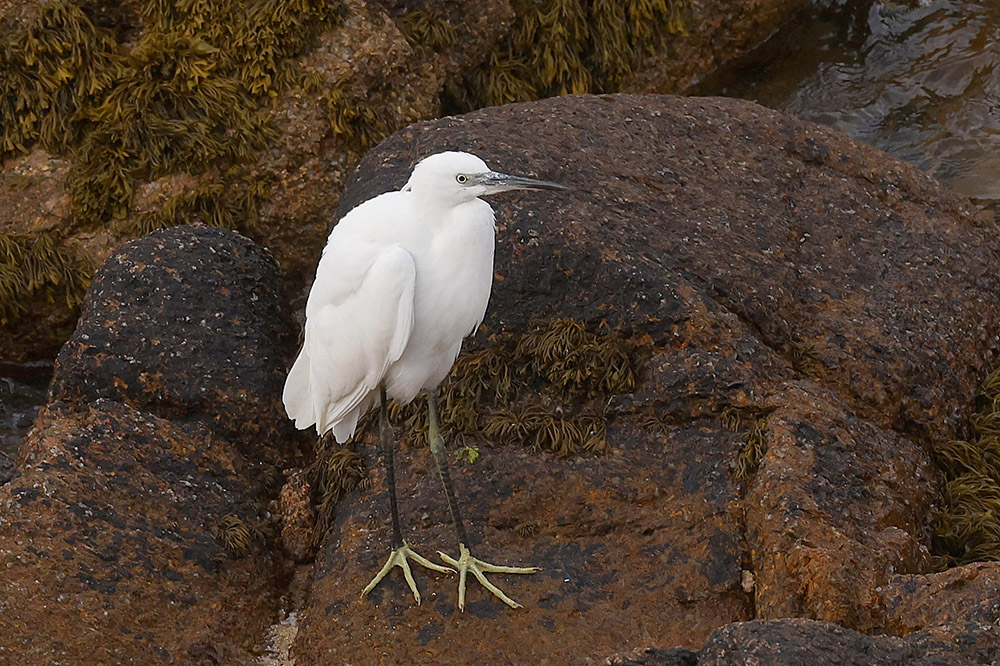 Little Egret by Mick Dryden