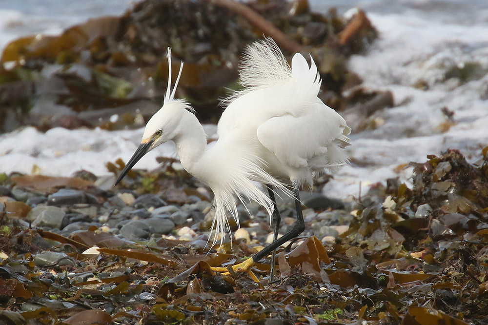 Little Egret by Mick Dryden