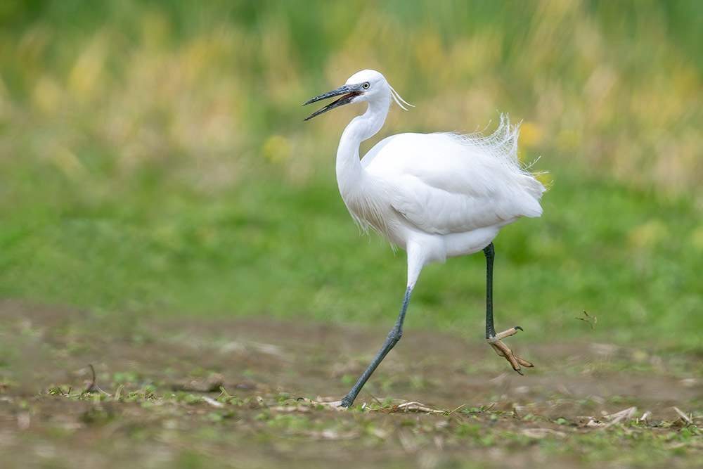 Little Egret by Romano da Costa