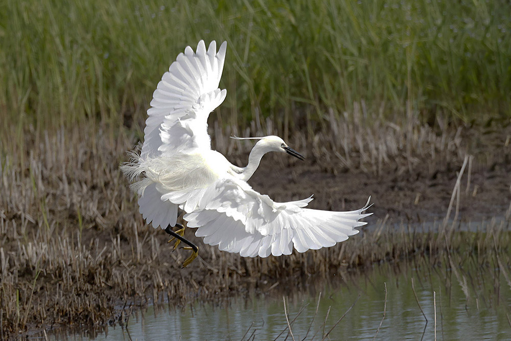 Little Egret by Mick Dryden