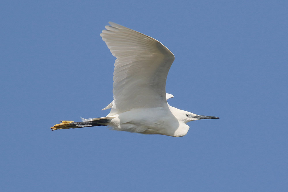 Little Egret by Mick Dryden