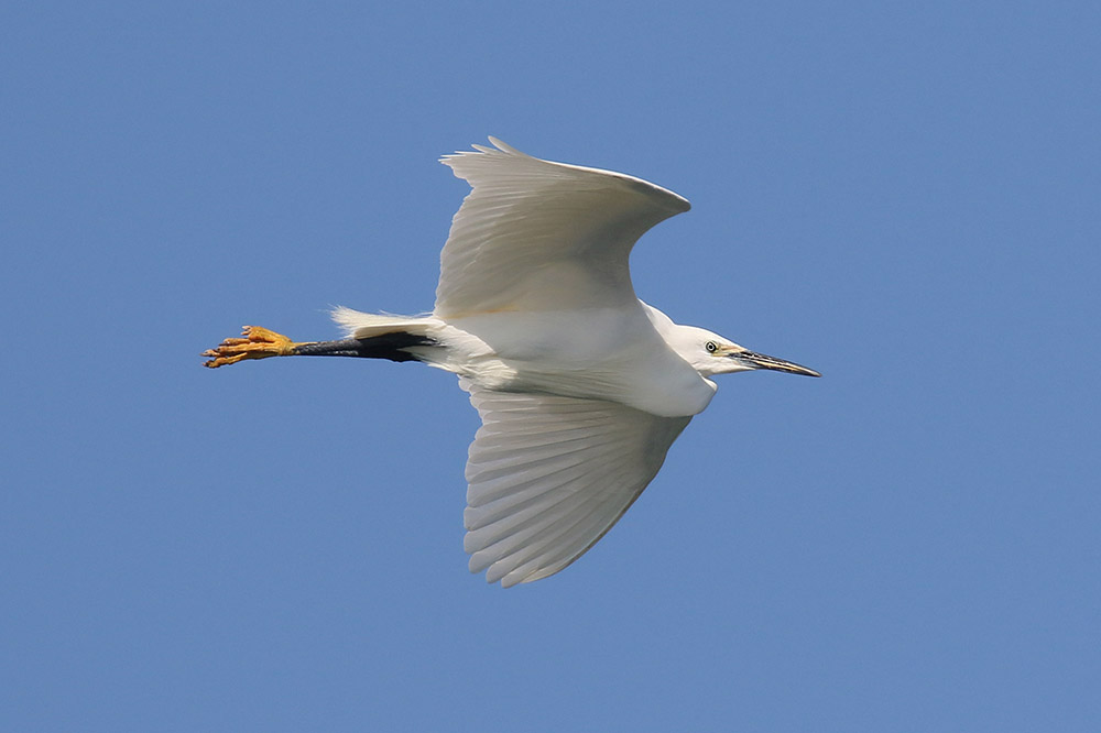 Little Egret by Mick Dryden