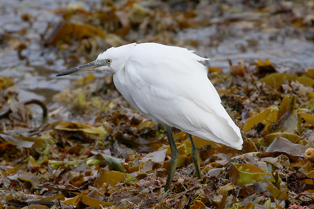 Little Egret by Mick Dryden