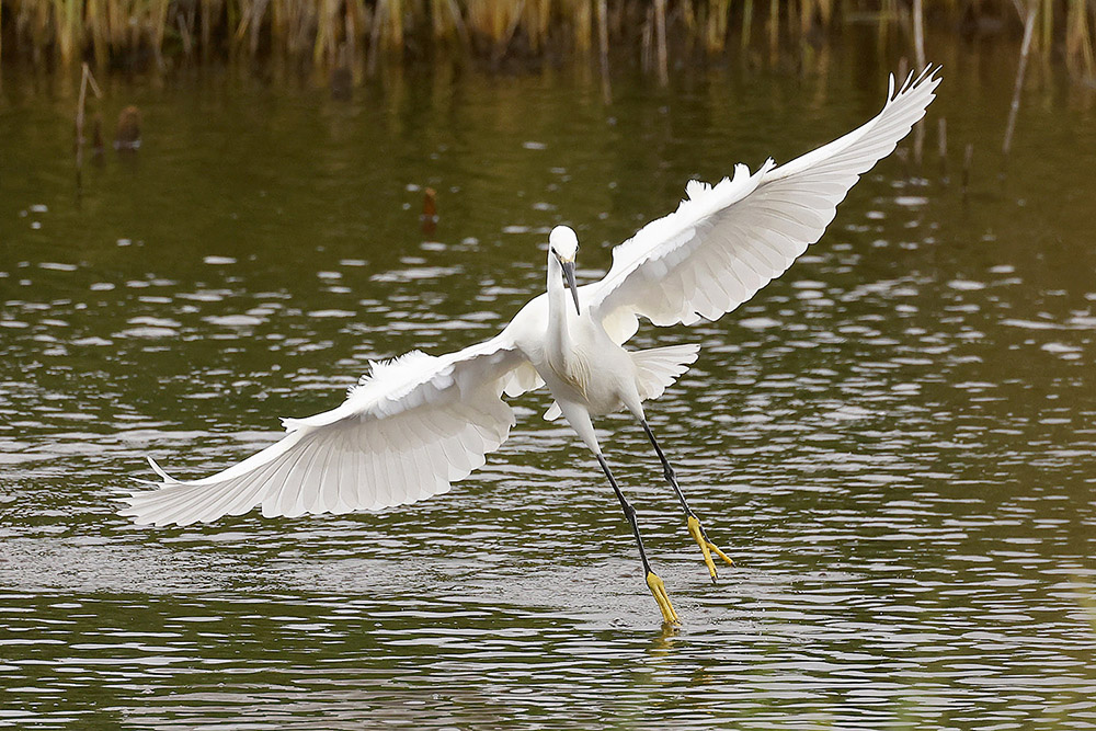 Little Egret by Mick Dryden