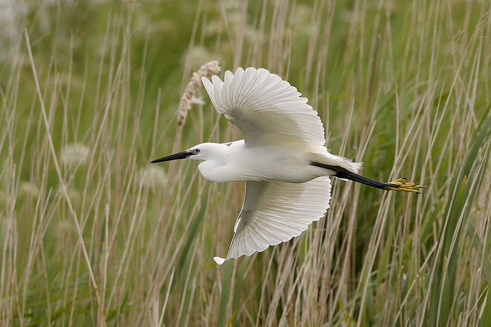 Little Egret by Mick Dryden