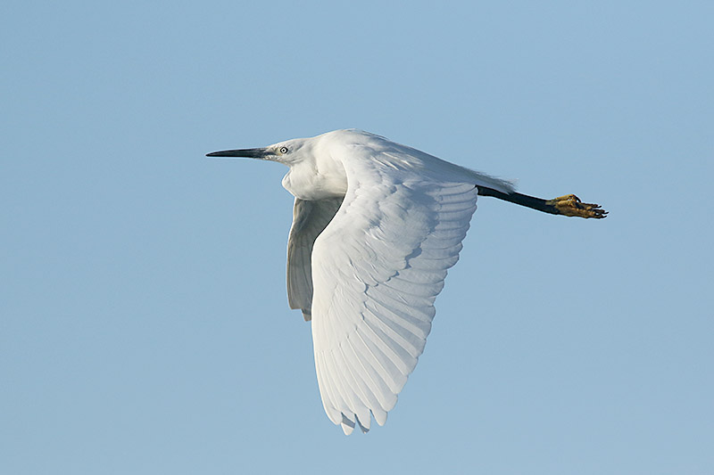 Little Egret by Mick Dryden