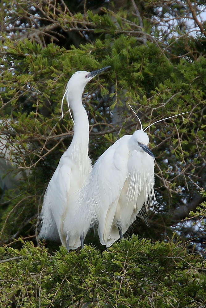 Little Egret by MIck Dryden