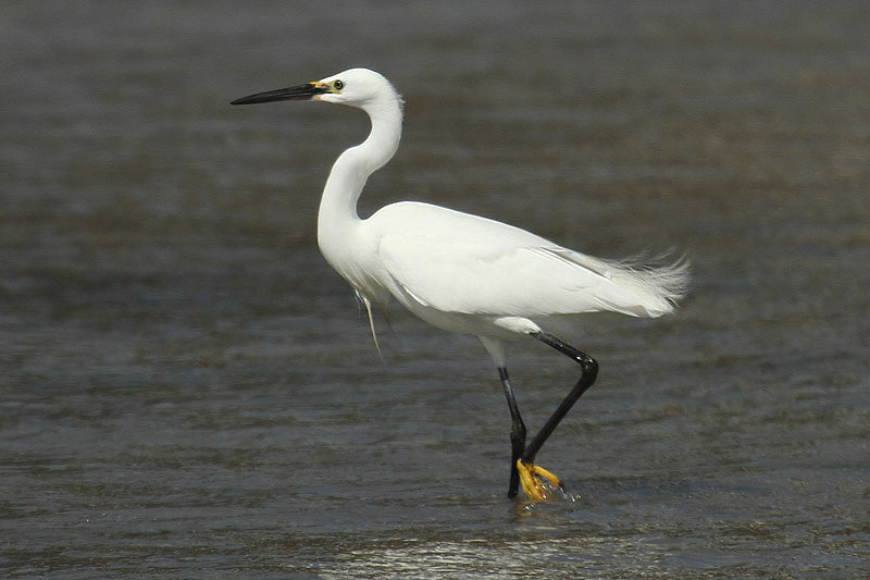 Little Egret by Mick Dryden