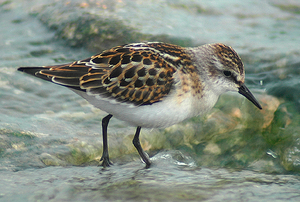 Little Stint by Romano da Costa