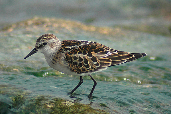 Little Stint by Romano da Costa