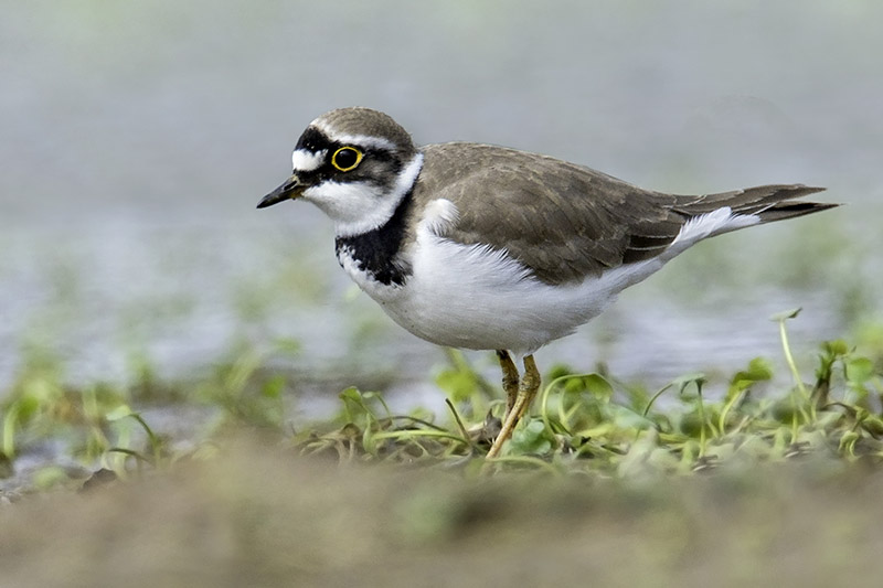 Little Ringed Plover by Romano da Costa