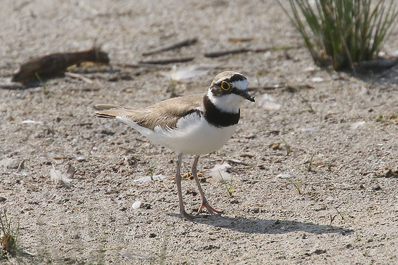 Little Ringed Plover by Mick Dryden