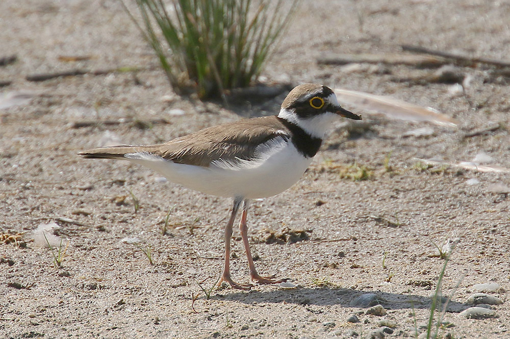 Little Ringed Plover by Mick Dryden