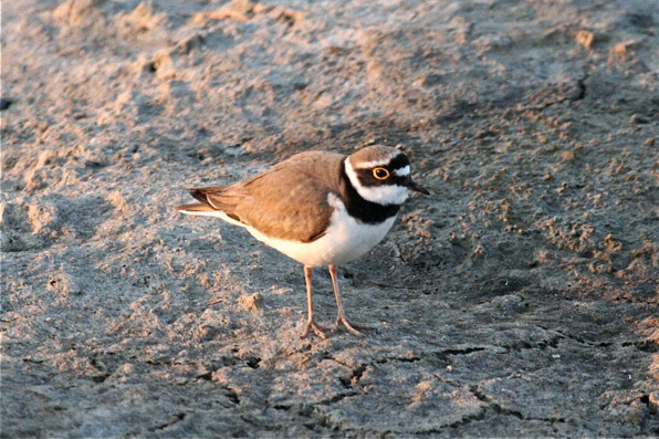 Little Ringed Plover by Tony Paintin