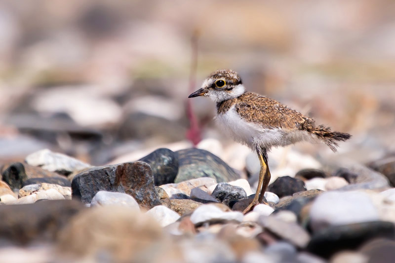 Little Ringed Plover by Kris Bell