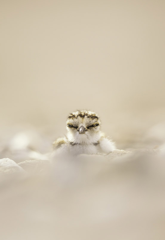 Little Ringed Plover by Kris Bell