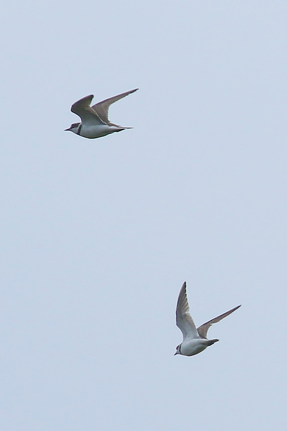 Little Ringed Plovers by Mick Dryden