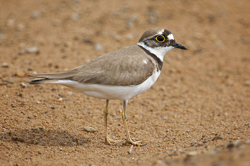 Little-ringed Plover by Paul Marshall