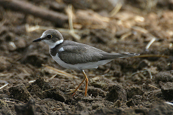 Little Ringed Plover by Mick Dryden