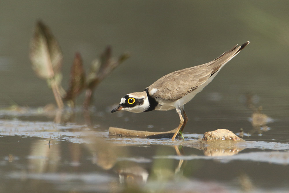 Little Ringed Plover by Alan Modral