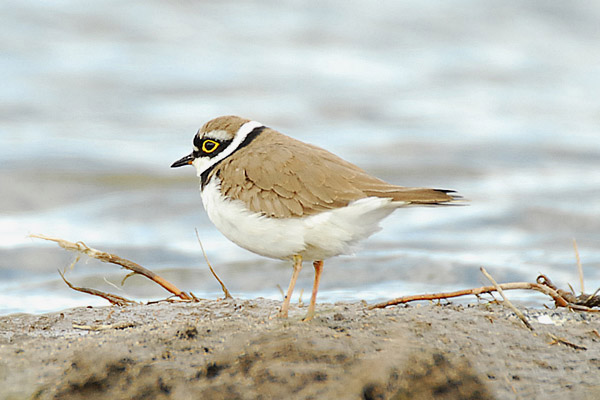 Little Ringed Plover by Romano da Costa