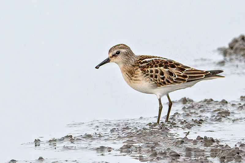 Little Stint by Romano da Costa