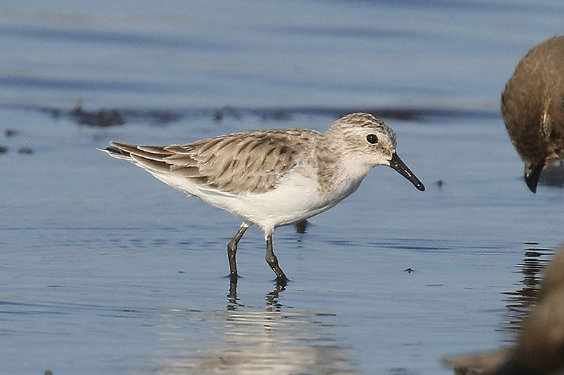 Little Stint by Mick Dryden