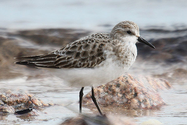 Little Stint by Mick Dryden