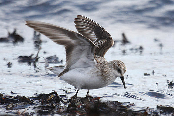 Little Stint by MIck Dryden