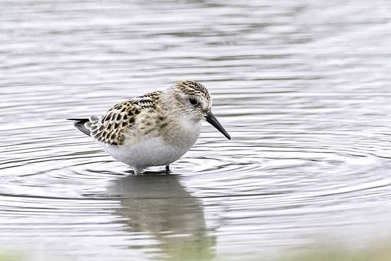 Little Stint by Romano da Costa