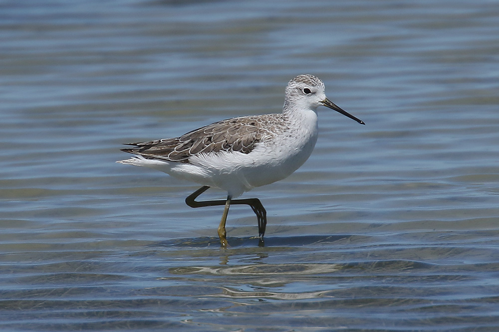 Marsh Sandpiper by Mick Dryden