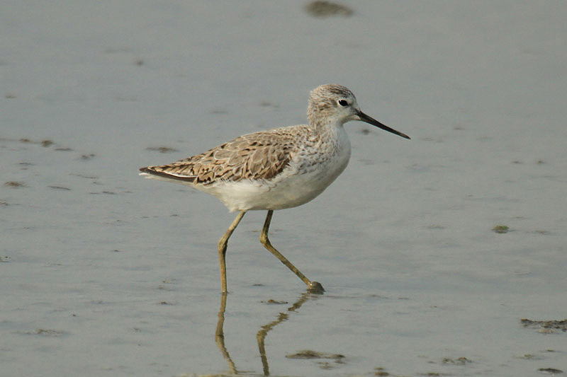 Marsh Sandpiper by Mick Dryden