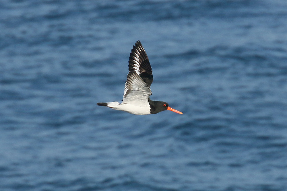 Oystercatcher by Mick Dryden