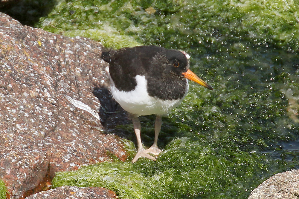 Oystercatcher by Mick Dryden
