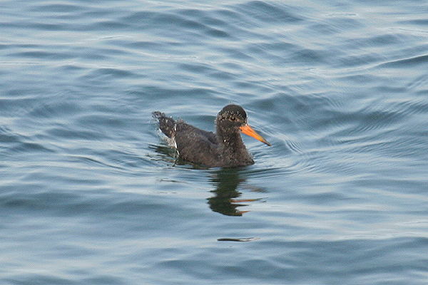 Oystercatcher by Mick Dryden