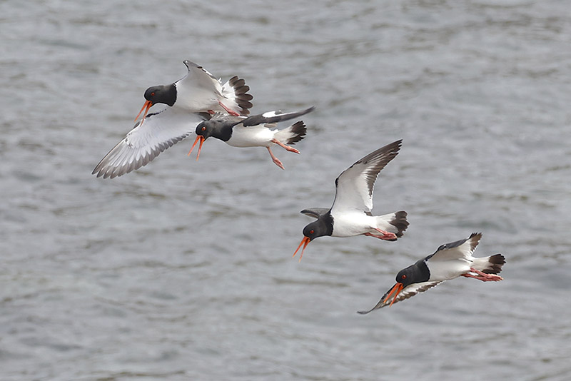 Oystercatchers by Mick Dryden