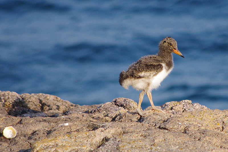 Oystercatcher by Nick Jouault