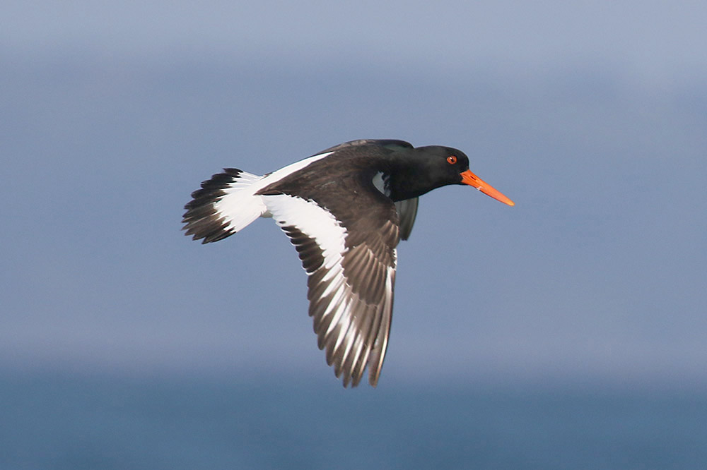 Oystercatcher by Mick Dryden