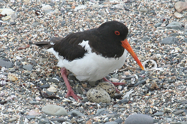 Oystercatcher by Mick Dryden