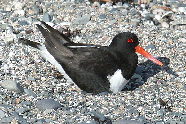 Oystercatcher by Mick Dryden