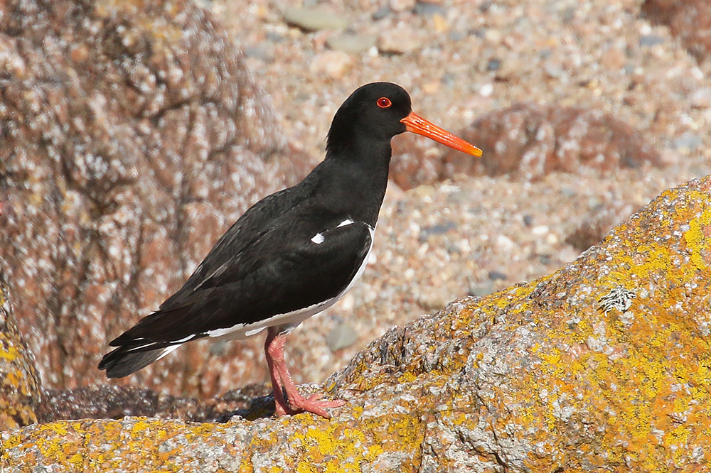 Oystercatcher by Mick Dryden