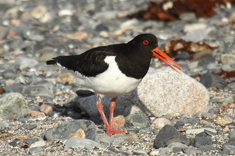 Oystercatcher by Mick Dryden