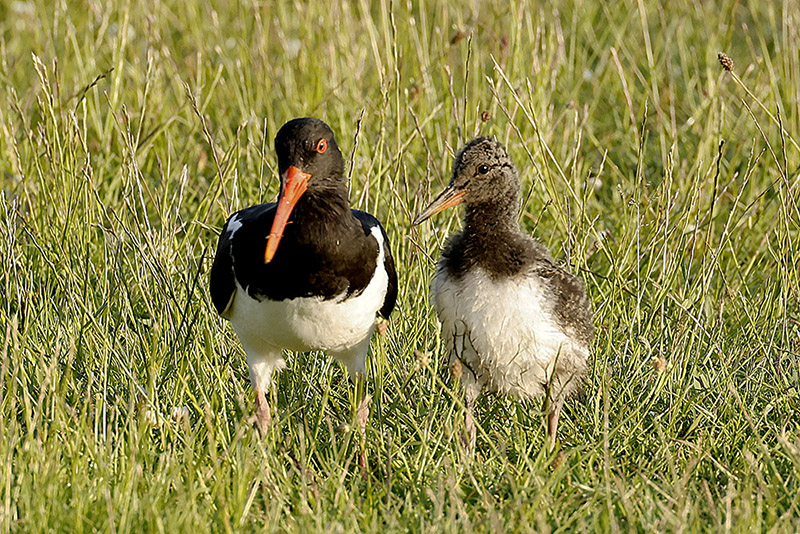Oystercatchers by Mick Dryden