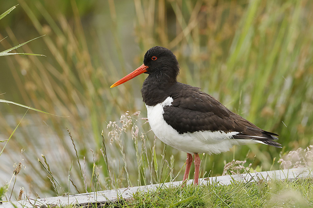 Oystercatcher by Mick Dryden