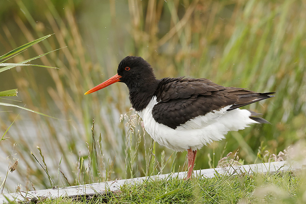 Oystercatcher by Mick Dryden
