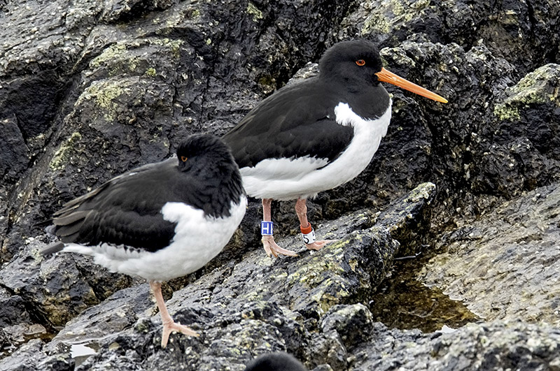 Oystercatcher by Romano da Costa